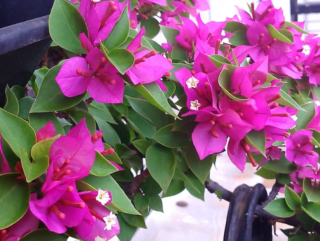 九重葛開花護理