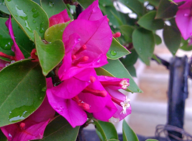 九重葛開花澆水