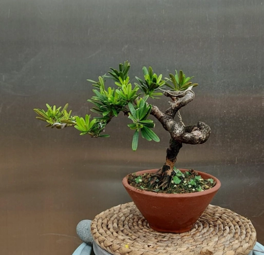 金鑽羅漢松照顧 金鑽羅漢松照顧