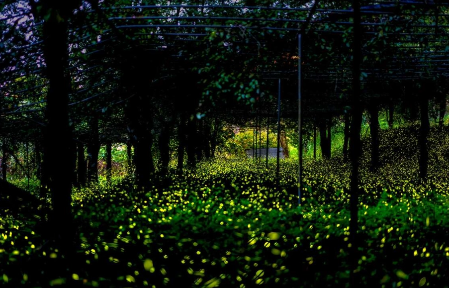 高雄那瑪夏螢火蟲