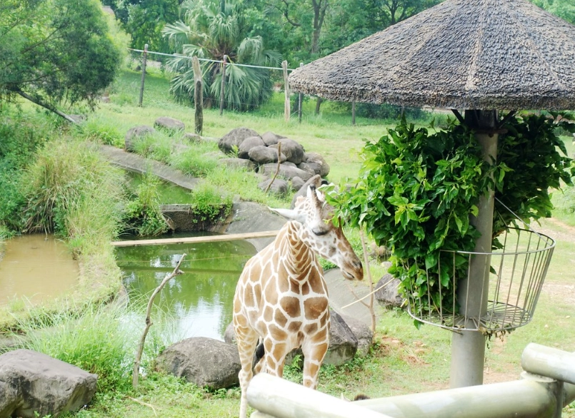 六福莊到六福村交通