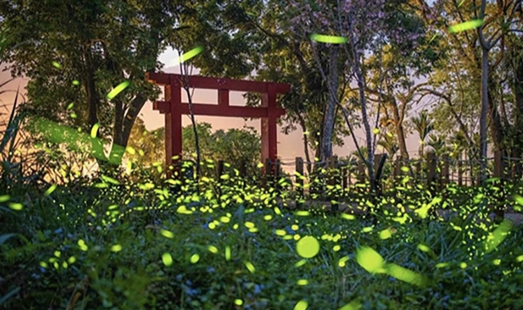 那瑪夏螢火蟲一日遊