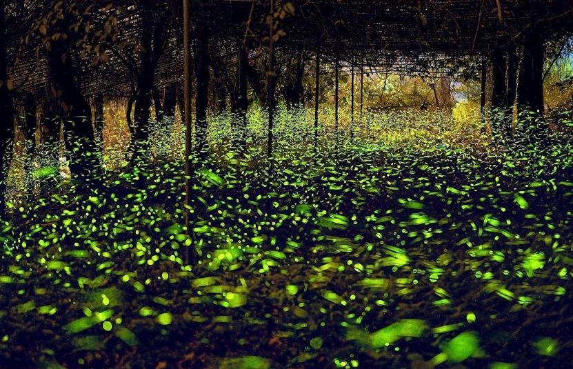 賞螢裝備 賞螢裝備