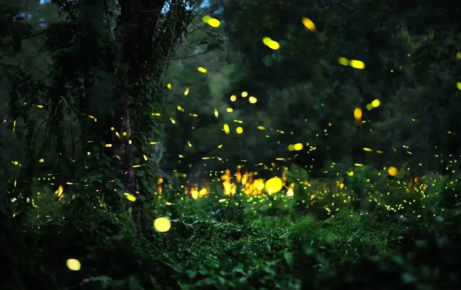 賞螢接駁車預約