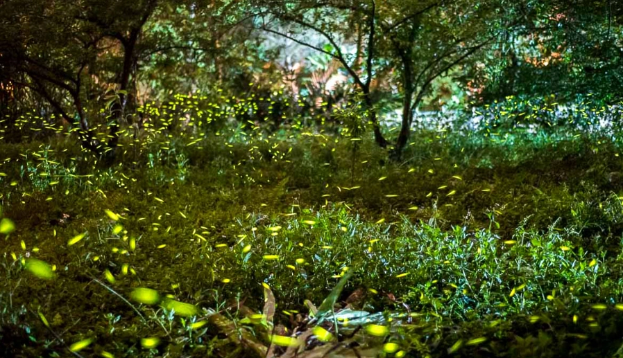 賞螢接駁車預約