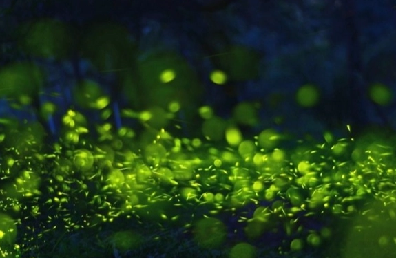 賞螢裝備 賞螢裝備