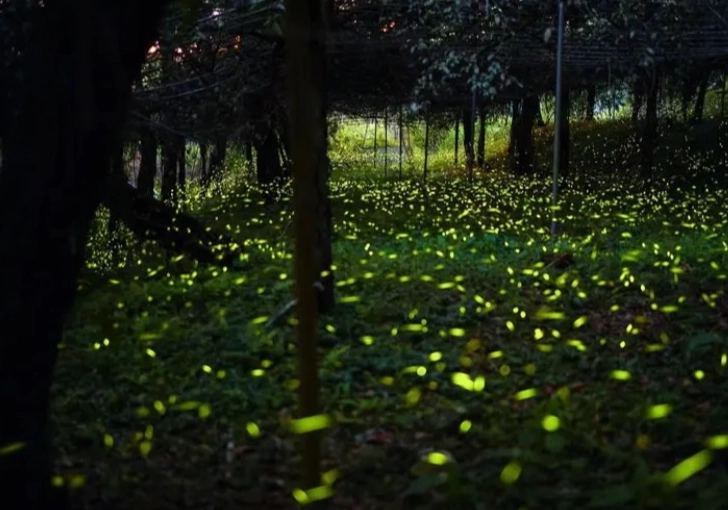 螢火蟲觀賞裝備 螢火蟲觀賞裝備