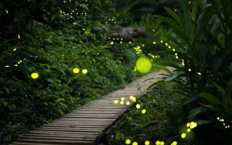 花壇鄉生態旅遊 花壇鄉生態旅遊