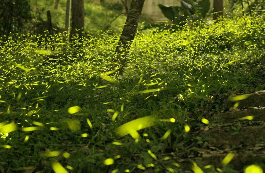 花壇鄉生態旅遊 花壇鄉生態旅遊