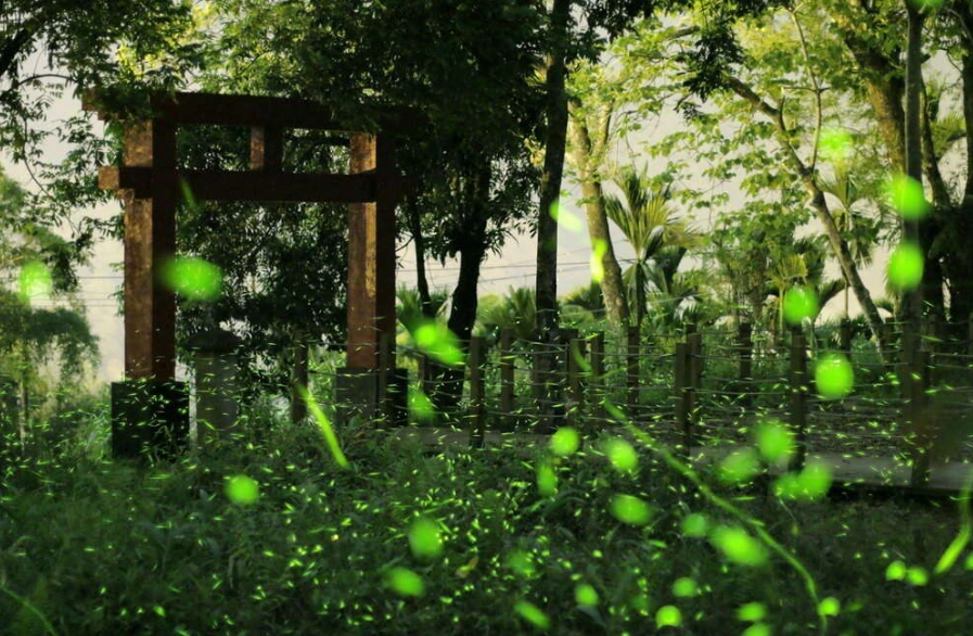 高雄那瑪夏螢火蟲
