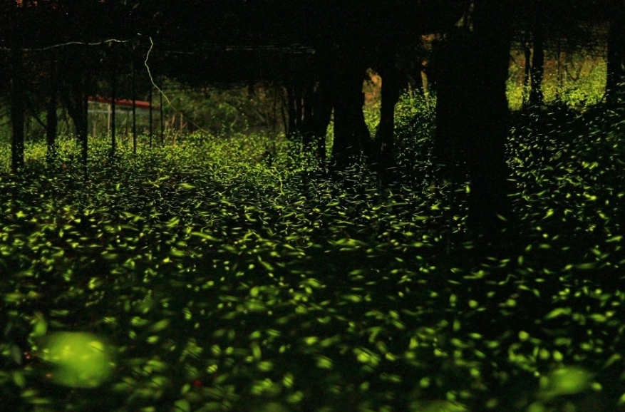 灣福路螢火蟲觀賞 灣福路螢火蟲觀賞