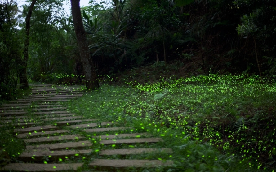 台灣賞螢地點