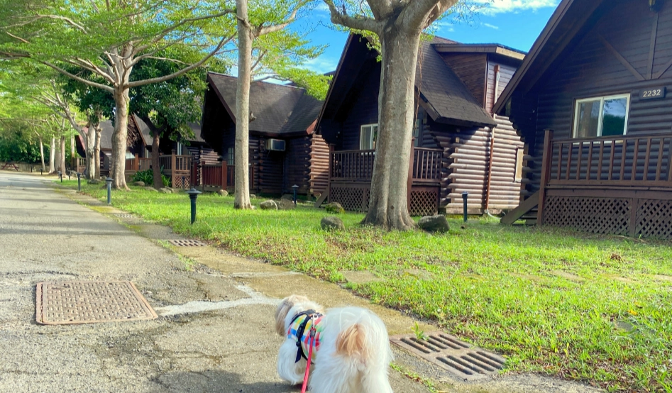 台中寵物住宿推薦
