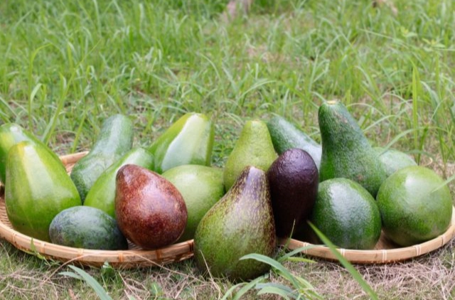 酪梨怎麼熟