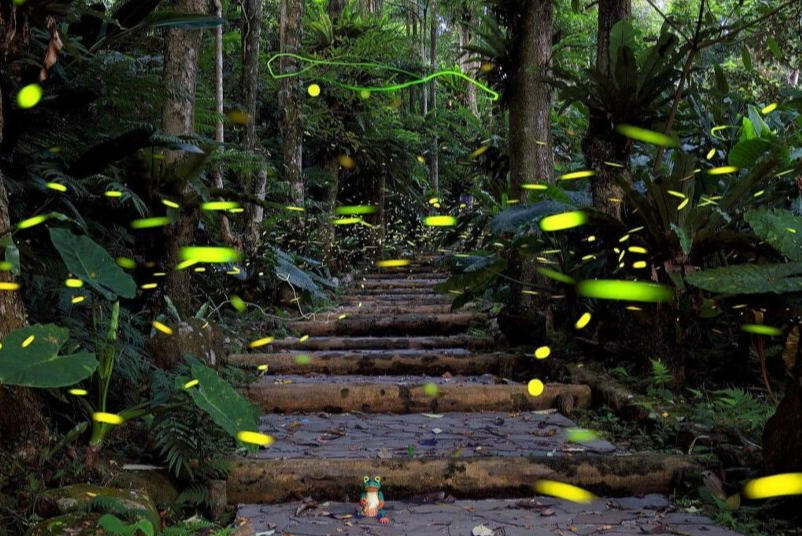 花壇鄉螢火蟲 花壇鄉螢火蟲