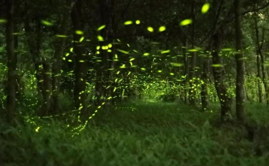 灣福路螢火蟲觀賞 灣福路螢火蟲觀賞