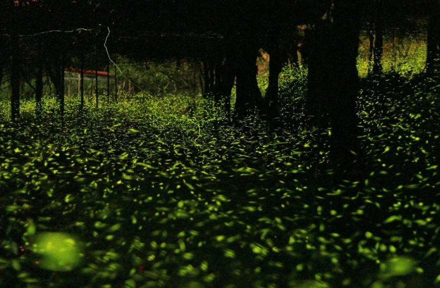 螢火蟲季節桃園