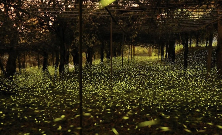 螢火蟲觀賞裝備 螢火蟲觀賞裝備