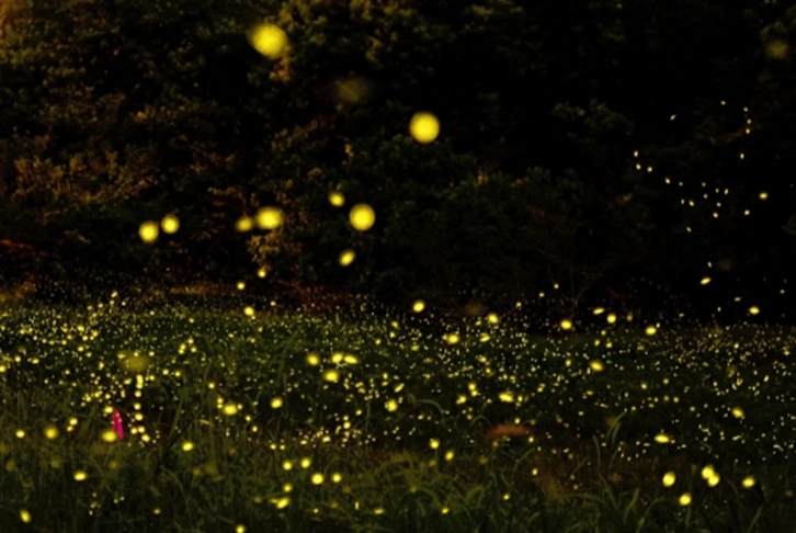 賞螢裝備 賞螢裝備