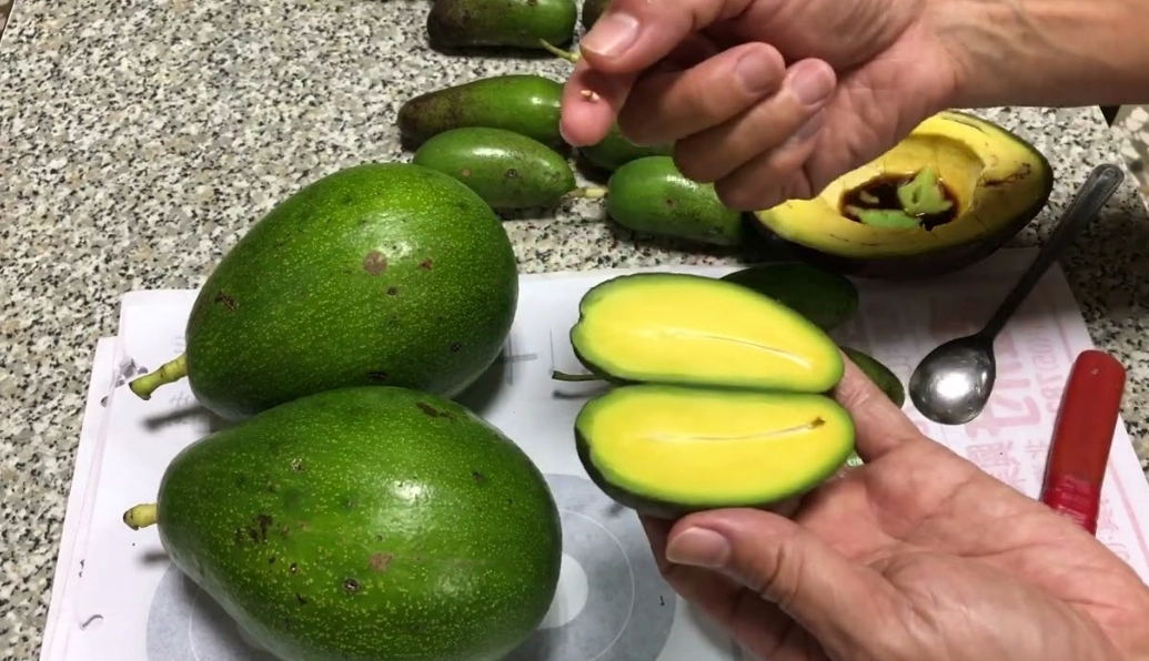 酪梨未熟食用 酪梨未熟食用