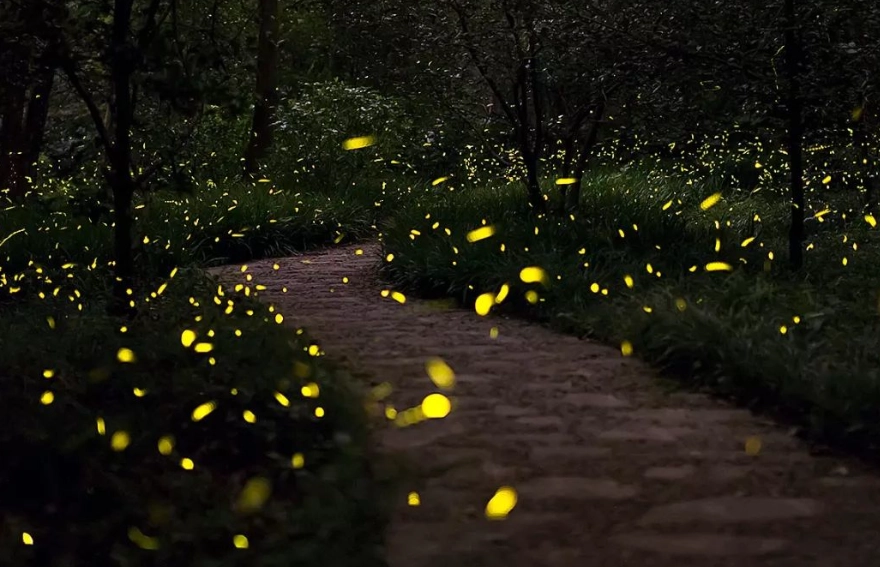 螢火蟲季節桃園