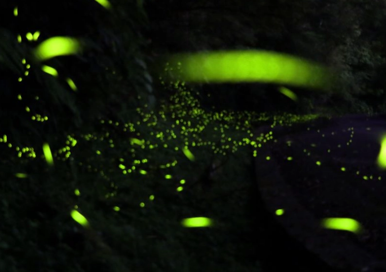 賞螢裝備 賞螢裝備