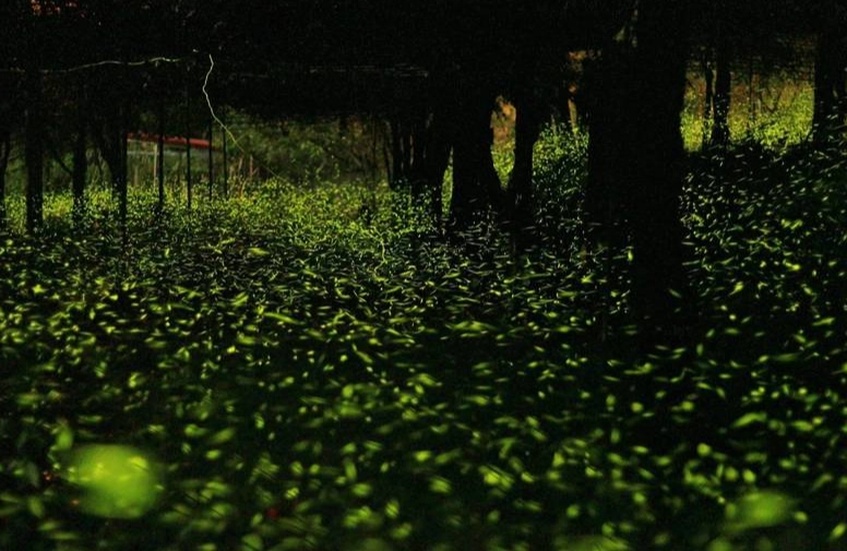 賞螢接駁車預約