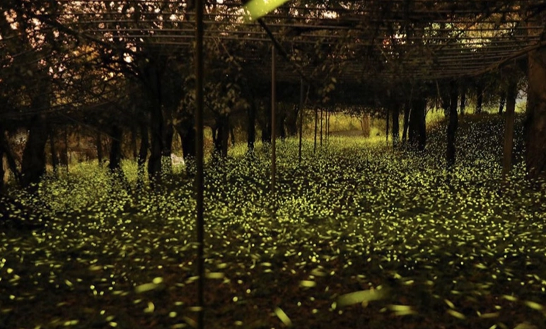 那瑪夏螢火蟲一日遊