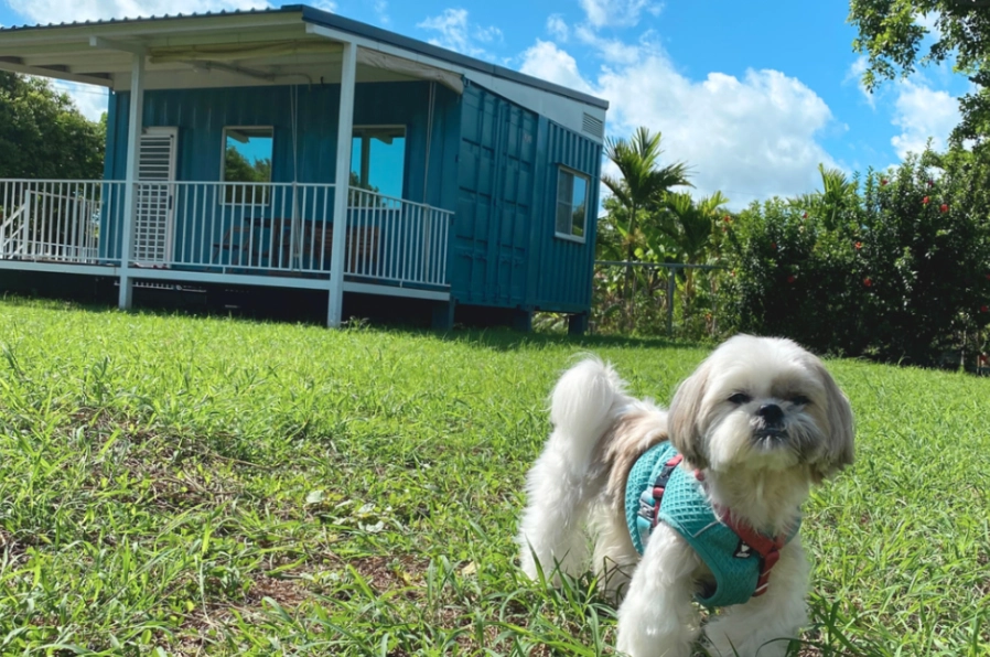 台中寵物住宿推薦