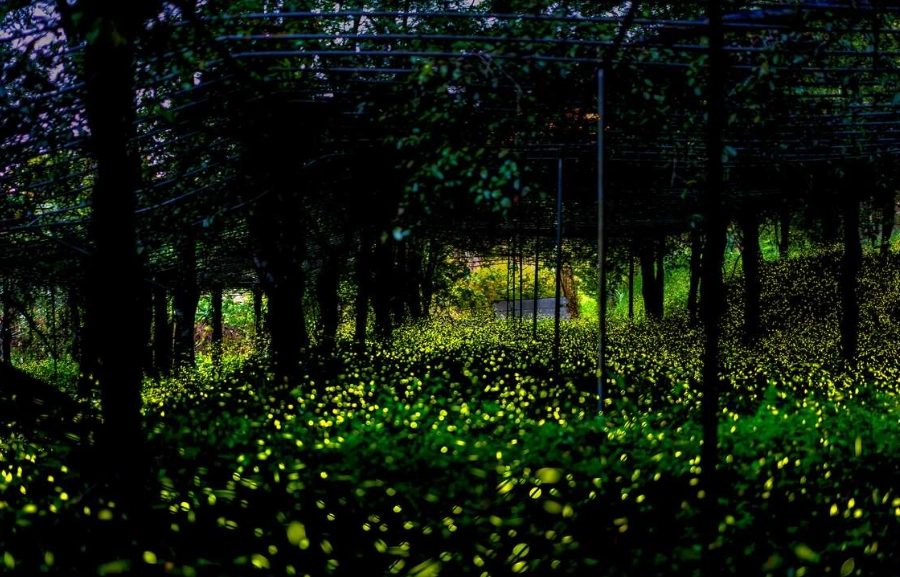 高雄那瑪夏旅遊