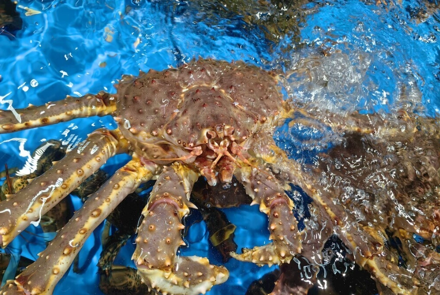 函館海鮮吃到飽