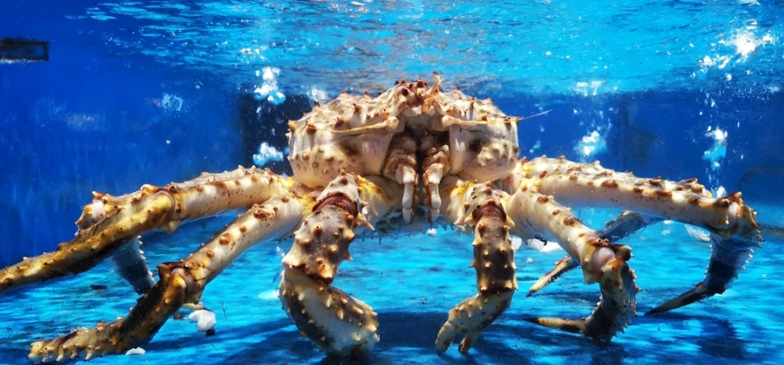 函館帝王蟹自助餐