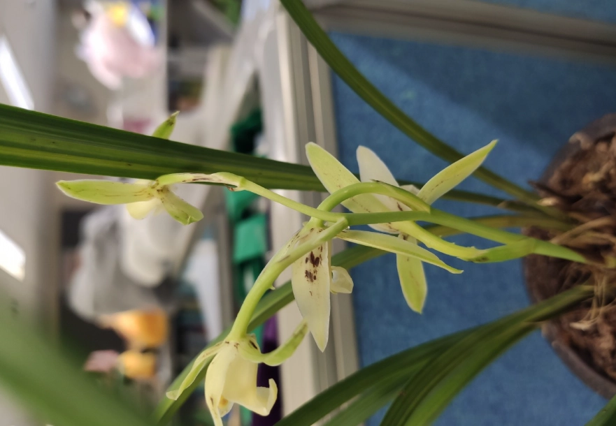 乾燥金針花變色