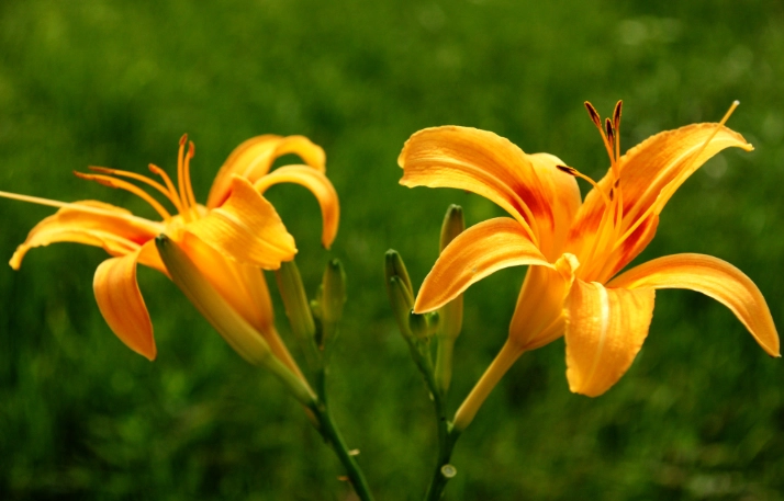 金針花中毒症狀