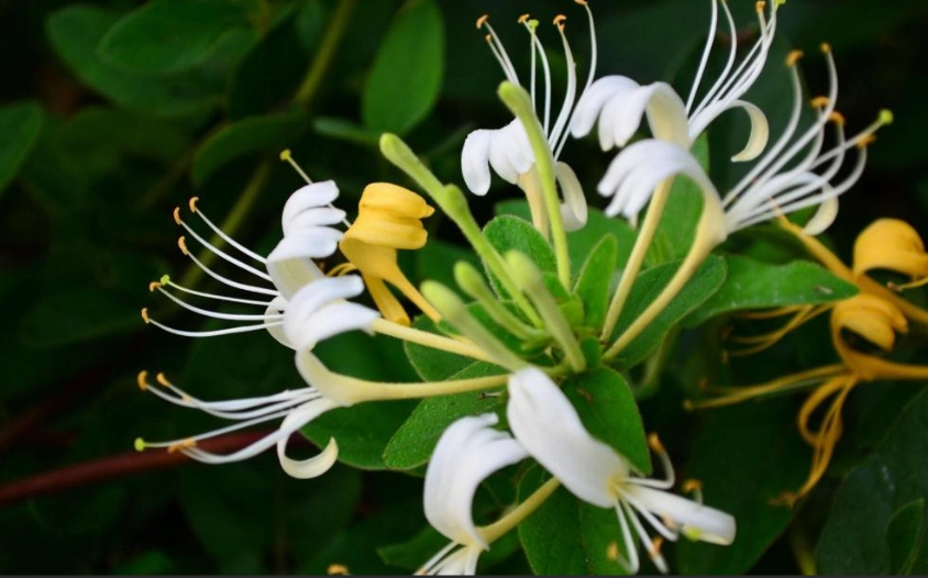 乾燥金針花變色