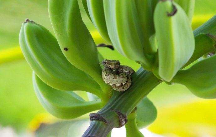 青香蕉保存方法