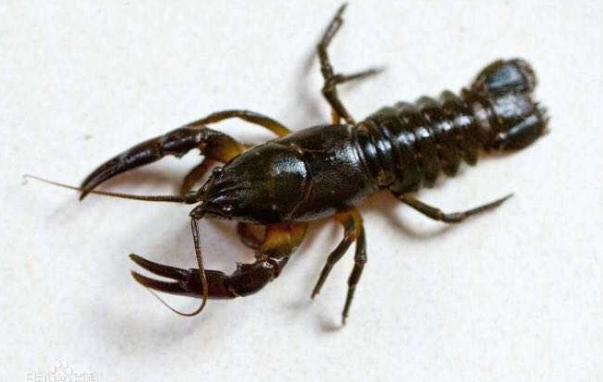 煮蝦技巧 煮蝦技巧