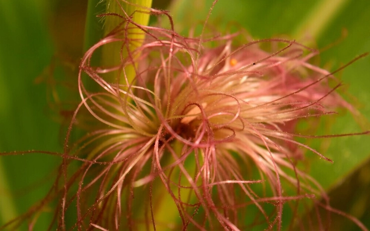 玉米鬚如何保存