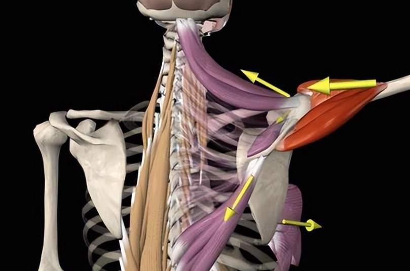 肩胛骨斜方肌疼痛