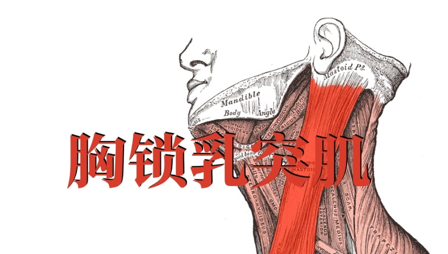 頸部側邊肌肉放鬆