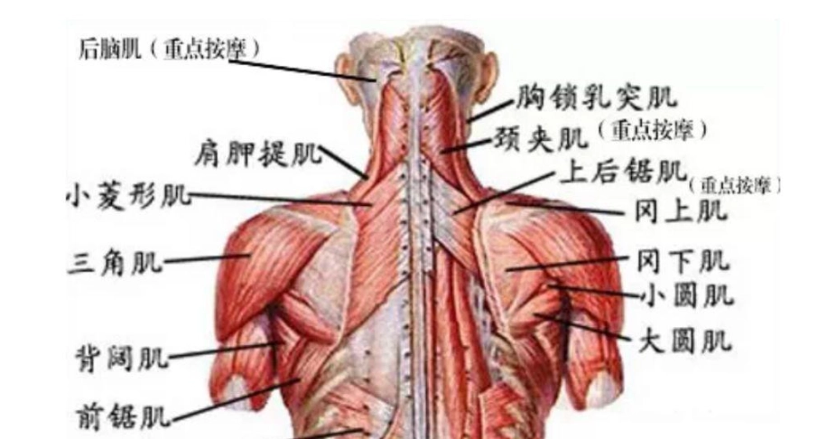 肩頸肌肉訓練 肩頸肌肉訓練