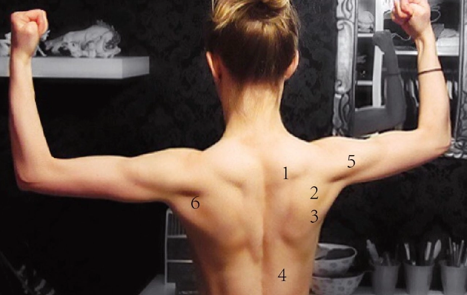 女性背部徒手训练