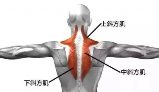 肩胛骨斜方肌疼痛