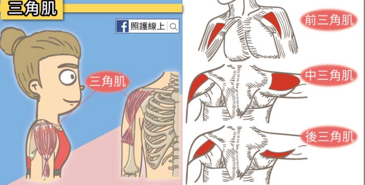 肩頸肌肉訓練 肩頸肌肉訓練