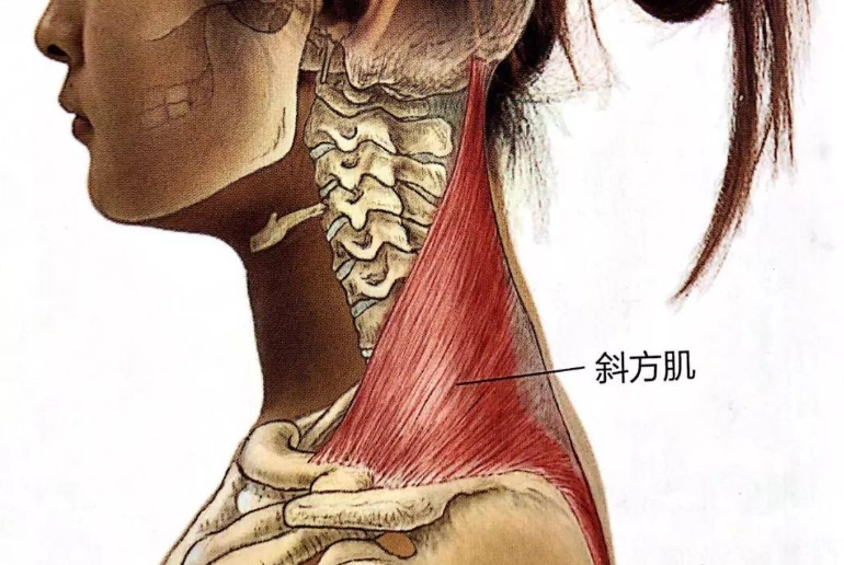 斜方肌放鬆方法