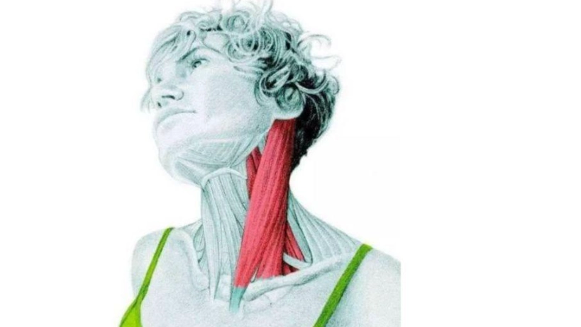 肩頸酸痛解決 肩頸酸痛解決