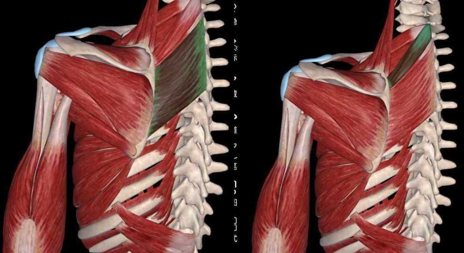 肩胛骨斜方肌疼痛