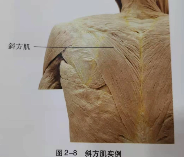 肩胛骨肌肉訓練