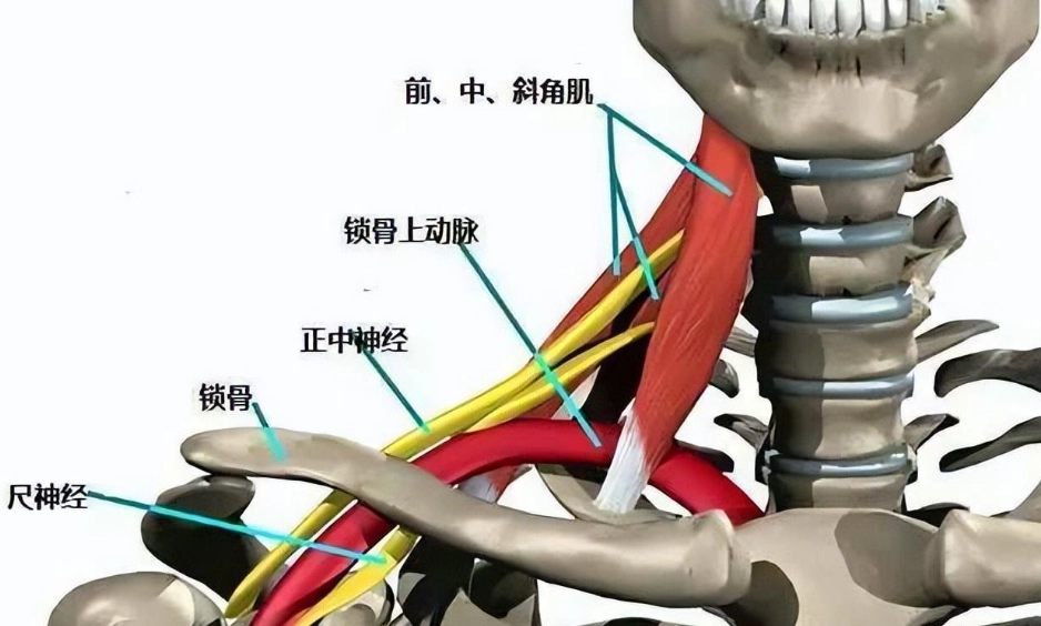 脖子肌肉解剖