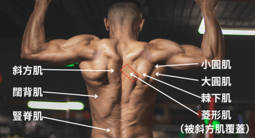 下背部訓練 下背部訓練